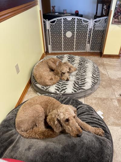 Winston and Watson the dogs lying on separate dog beds