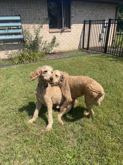 Winston and Watson the dog playing in a fenced in yard