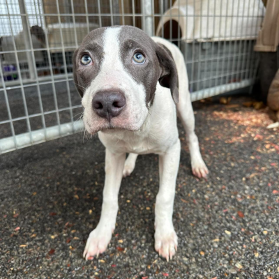 Pluto the puppy looking sad, in front of a kennel