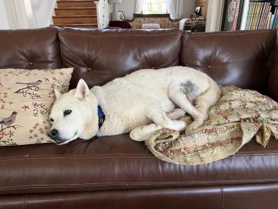 Jovie the dog lying on a couch