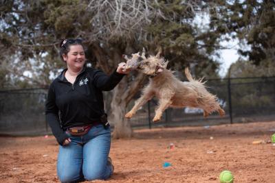 Person kneeling down outside and holding a stuffed toy up for a small dog to jump up to catch in her mouth