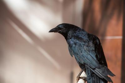 Kazoo the crow on a perch