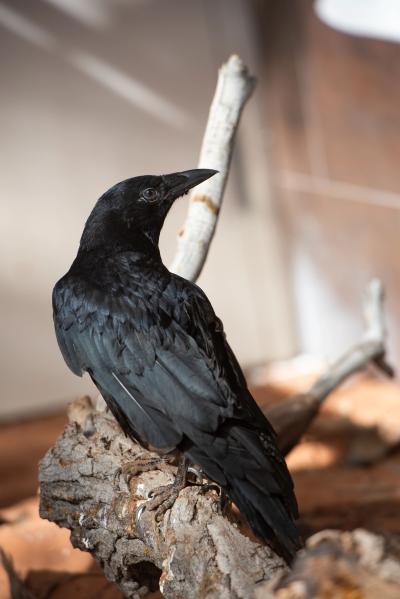 Kazoo the crow on a branch