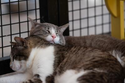 Kenneth and Eugine the cats sleeping snuggled next to and on each other