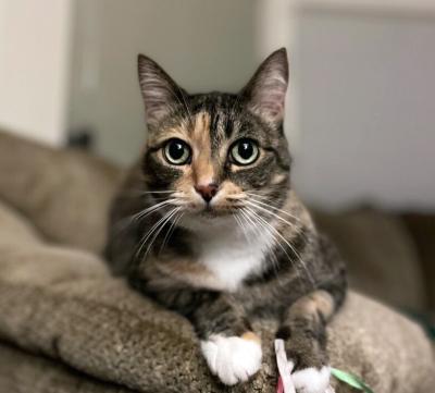 Calico cat lying on a cushion