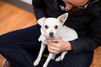 Person holding a white Chihuahua-type dog in their lap