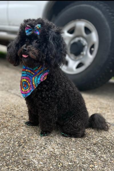 Khloe the dog wearing a colorful bow and bandanna