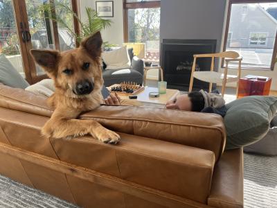 Kimchi the dog lounging on a couch