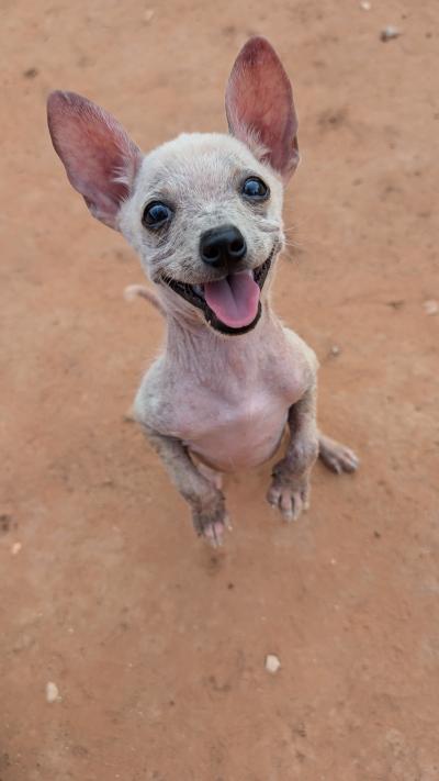 King Julian the dog standing on his hind legs and smiling