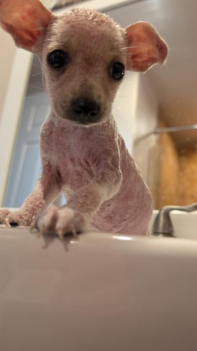 King Julian as a puppy getting a medicated bath