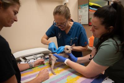 King Julian the dog at a veterinary appointment