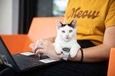 Person working on a laptop computer with a cat in the person's lap