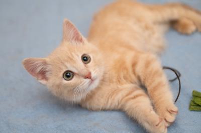 Canelo the kitten lying on his side