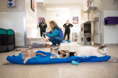 Dolly the calico kitten lying on a blue blanket with two other cats with people in the background