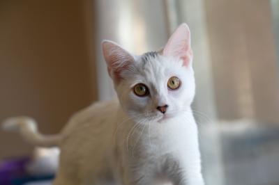 Liv the kitten next to a window