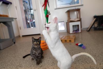 Liv the kitten laying with a wand toy with another kitten watching