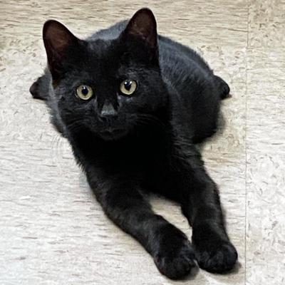 Midnight the kitten lying on a tile floor