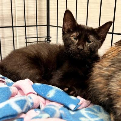 Trina the kitten on a blanket in a wire kennel