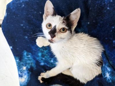 Valentina the kitten lying on a blue blanket