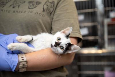 Valentina the kitten being cradled in the arms of a person