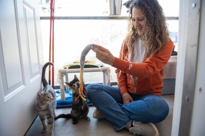 Person sitting in a room playing interactively with two kittens