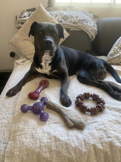 Kody the dog in bed with several of her toys