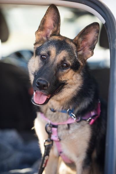 Kona the dog sitting in a vehicle with a leash attached to her collar