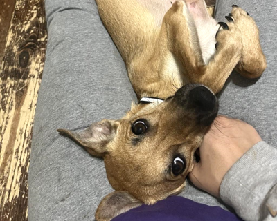 Kookie the dog getting scratches from a person's hand