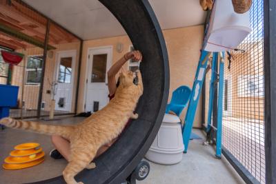 Orange tabby cat being trained to run on an exercise wheel