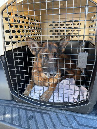 German shepherd dog in a pet carrier