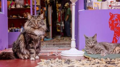 Franklin and Nigel the cats in the vintage shop