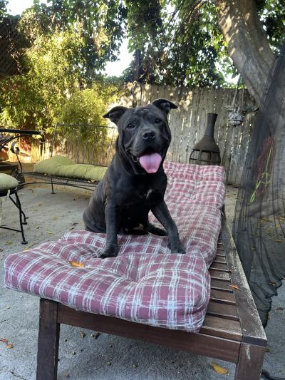 Sweet Heart the dog sitting on an outside lounge chair