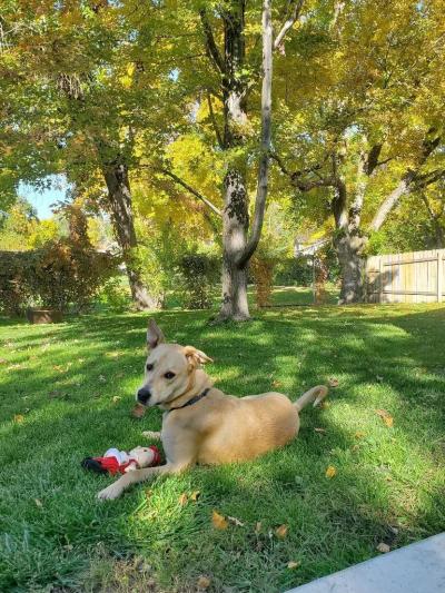 Berry the dog outside lying in green grass with a toy in front of him