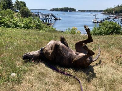 Bluto the dog rolling in some grass in front of a lake