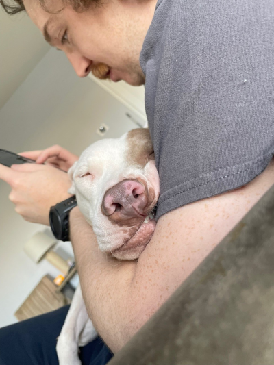 Bobby the dog sleeping on his person's lap