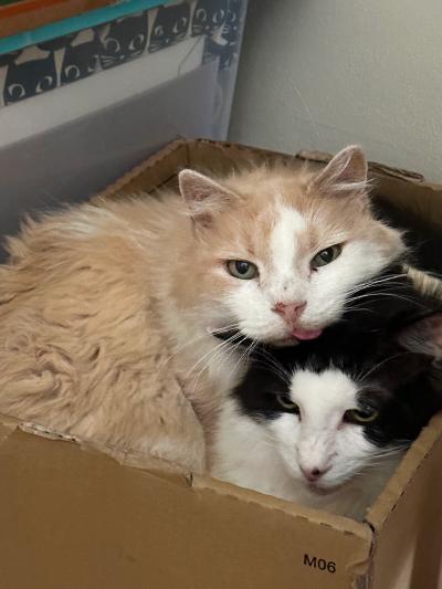 Martin and Silias the cats lying cuddled together in a cardboard box