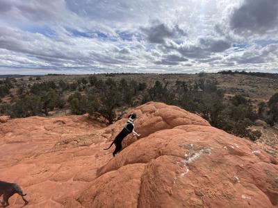 Roman the dog on a red cliff in Utah with a cloudy sky above him