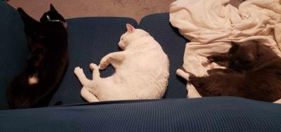 Rufus and Wes the cats sleeping on a couch with another cat