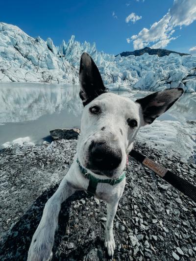 Tater the dog with a snowy outdoor landscape and blue sky behind him