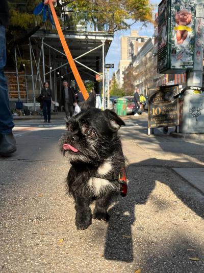 La Bamba the senior dog outside walking on an orange leash with his tongue out