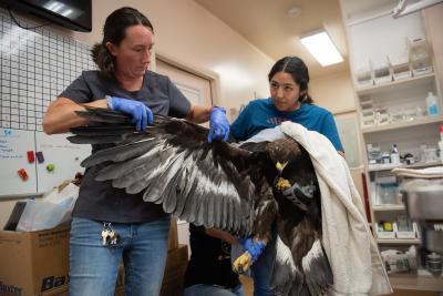 Lauren Ross and Brianna Vlach holding the golden eagle in a towel with one wing outstretched