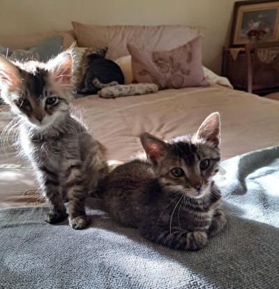 Laverne and Shirley the kittens in bed at their new home after the Los Angeles Super Adoption