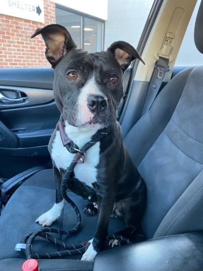 Nana the black and white pit bull terrier sitting in the passenger seat of a vehicle