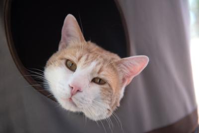 Leo Decatmeow the cat with his head sticking out of an enclosed cat bed