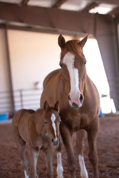 Liberty and Bellisima, a mama horse and foal