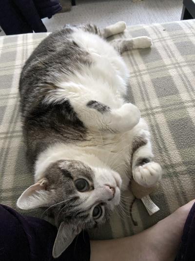 Lilibet the cat lying next to a person on a gray plaid blanket