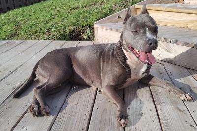 Lilly the dog lying on a deck with her mouth smiling