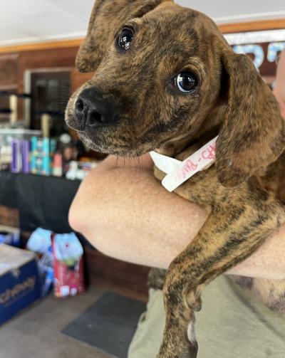 Person holding puppy in arms in front of supplies