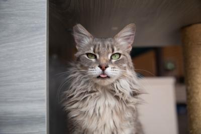 Bunnie the cat with a little blep of tongue sticking out