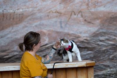 Woodrow the cat wearing a bow tie and leaning into the hand of someone petting him